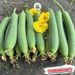 Hạt giống Mướp Hương Ta F1 Siêu Thơm, Siêu Trái, Dễ Trồng, Chịu Nhiệt, (Gói 2G~20 Hạt) - Hạt Giống Nhà Nông 1