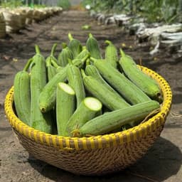 Hạt giống Mướp Hương Ta F1 Siêu Thơm, Siêu Trái, Dễ Trồng, Chịu Nhiệt, (Gói 2G~20 Hạt) - Hạt Giống Nhà Nông 3