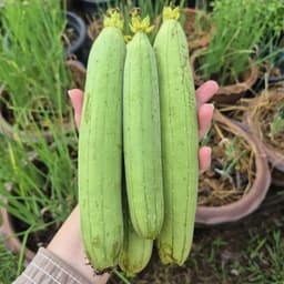 Hạt giống Mướp Hương Ta F1 Siêu Thơm, Siêu Trái, Dễ Trồng, Chịu Nhiệt, (Gói 2G~20 Hạt) - Hạt Giống Nhà Nông 5