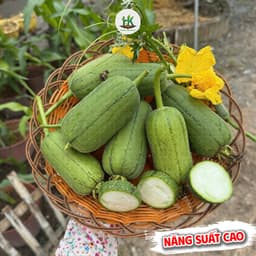 Hạt giống Mướp Táo F1 Siêu Thơm, Giòn, Ngọt, Siêu Sai Trái, Chịu Nhiệt, Dễ Trồng - Hạt Giống Nhà Nông 2