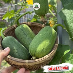 Hạt giống Mướp Táo F1 Siêu Thơm, Giòn, Ngọt, Siêu Sai Trái, Chịu Nhiệt, Dễ Trồng - Hạt Giống Nhà Nông 1