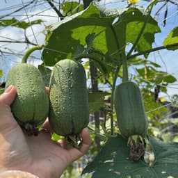 Hạt giống Mướp Táo F1 Siêu Thơm, Giòn, Ngọt, Siêu Sai Trái, Chịu Nhiệt, Dễ Trồng - Hạt Giống Nhà Nông 3