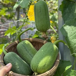 Hạt giống Mướp Táo F1 Siêu Thơm, Giòn, Ngọt, Siêu Sai Trái, Chịu Nhiệt, Dễ Trồng - Hạt Giống Nhà Nông 4