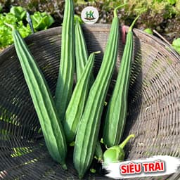 Hạt giống Mướp Khía F1 Siêu Sai Trái, Giống Chuẩn F1, Kháng Bệnh, Chịu Nhiệt, Trồng Quanh Năm - Hạt Giống Nhà Nông 2