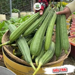 Hạt giống Mướp Khía F1 Siêu Sai Trái, Giống Chuẩn F1, Kháng Bệnh, Chịu Nhiệt, Trồng Quanh Năm - Hạt Giống Nhà Nông 1
