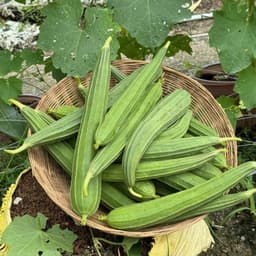 Hạt giống Mướp Khía F1 Siêu Sai Trái, Giống Chuẩn F1, Kháng Bệnh, Chịu Nhiệt, Trồng Quanh Năm - Hạt Giống Nhà Nông 5