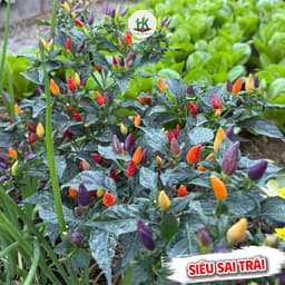 Hạt giống Ớt Chỉ Thiên Chùm Ngũ Sắc F1 Siêu Đậu Quả, dễ trồng, ít chăm sóc - Hạt Giống Nhà Nông 2