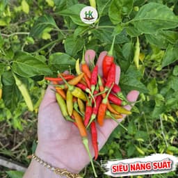 [GÓI 30 HẠT] Hạt giống Ớt Xiêm Rừng siêu cay, trái sai, sinh trưởng khỏe, trồng quanh năm - Hạt Giống Nhà Nông 1