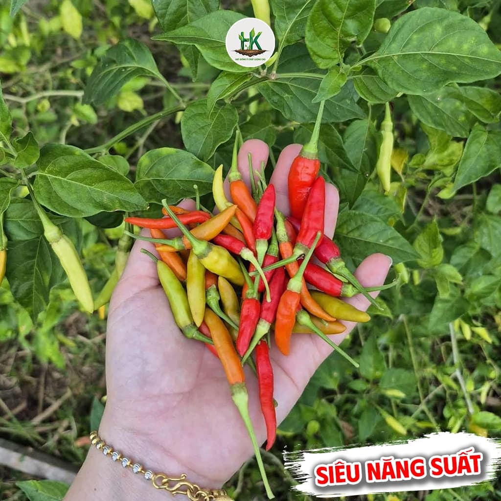 [GÓI 30 HẠT] Hạt giống Ớt Xiêm Rừng siêu cay, trái sai, sinh trưởng khỏe, trồng quanh năm - Hạt Giống Nhà Nông