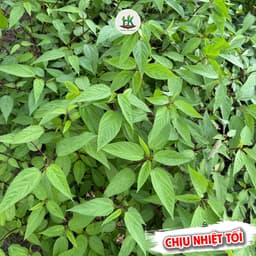Hạt giống Rau Đay Đỏ F1 Gói 2000 Hạt Siêu khoẻ ,dễ trồng, ít sâu bệnh, trồng quanh năm - Hạt Giống Nhà Nông 1