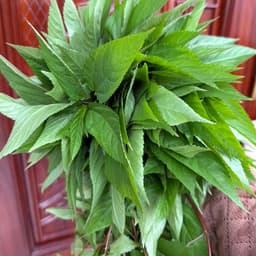 Hạt giống Rau Đay Đỏ F1 Gói 2000 Hạt Siêu khoẻ ,dễ trồng, ít sâu bệnh, trồng quanh năm - Hạt Giống Nhà Nông 3