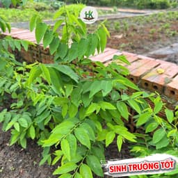 Hạt Giống Rau Ngót (Rau Bồ Ngót) F1 Giống Siêu Khoẻ,Năng Suất Cao, Trồng Quanh Năm - Hạt Giống Nhà Nông 2