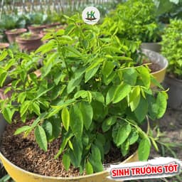 Hạt Giống Rau Ngót (Rau Bồ Ngót) F1 Giống Siêu Khoẻ,Năng Suất Cao, Trồng Quanh Năm - Hạt Giống Nhà Nông 1
