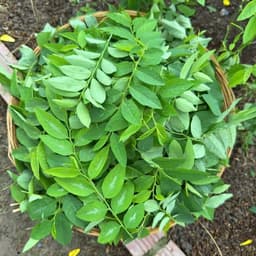 Hạt Giống Rau Ngót (Rau Bồ Ngót) F1 Giống Siêu Khoẻ,Năng Suất Cao, Trồng Quanh Năm - Hạt Giống Nhà Nông 5