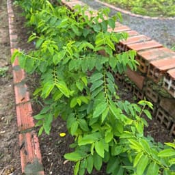 Hạt Giống Rau Ngót (Rau Bồ Ngót) F1 Giống Siêu Khoẻ,Năng Suất Cao, Trồng Quanh Năm - Hạt Giống Nhà Nông 4