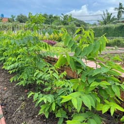 Hạt Giống Rau Ngót (Rau Bồ Ngót) F1 Giống Siêu Khoẻ,Năng Suất Cao, Trồng Quanh Năm - Hạt Giống Nhà Nông 3