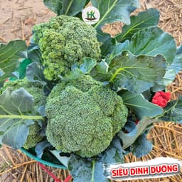 Hạt giống Súp Lơ  Xanh ( Bông Cải Xanh ) F1 Siêu Dinh Dưỡng, Chịu Nhiệt, Trồng Quanh Năm - Hạt Giống Nhà Nông 1