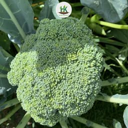Hạt giống Súp Lơ  Xanh ( Bông Cải Xanh ) F1 Siêu Dinh Dưỡng, Chịu Nhiệt, Trồng Quanh Năm - Hạt Giống Nhà Nông 2