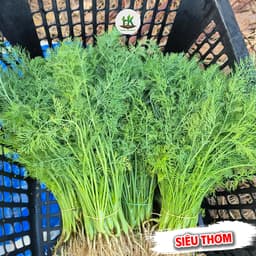 Hạt giống Thì Là F1 Thơm Đặc Biệt, Dễ Trồng, Chịu Nhiệt, Trồng Quanh Năm - Hạt Giống Nhà Nông 1