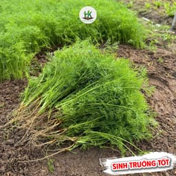 Hạt giống Thì Là F1 Thơm Đặc Biệt, Dễ Trồng, Chịu Nhiệt, Trồng Quanh Năm - Hạt Giống Nhà Nông 2