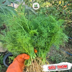 Hạt giống Thì Là F1 Thơm Đặc Biệt, Dễ Trồng, Chịu Nhiệt, Trồng Quanh Năm - Hạt Giống Nhà Nông 3
