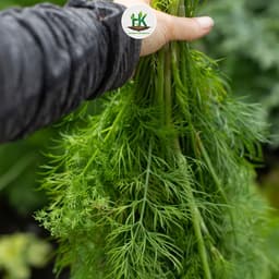 Hạt giống Thì Là F1 Thơm Đặc Biệt, Dễ Trồng, Chịu Nhiệt, Trồng Quanh Năm - Hạt Giống Nhà Nông 4