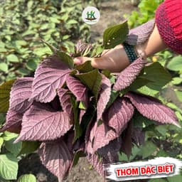 Hạt giống Tía Tô Bắc Siêu Thơm F1, Chịu Nhiệt, Trồng Quanh Năm - Hạt Giống Nhà Nông 2