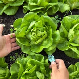 Hạt Giống Xà Lách Búp Siêu Giòn, Ngọt, Dễ Trồng, Nhanh Thu Hoạch - Phù Hợp Mọi Mùa -Hạt Giống Nhà Nông 4