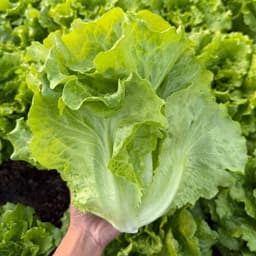 Hạt Giống Xà Lách Sanchu F1 ăn giòn ngọt, dễ trồng, nhanh thu hoạch, trồng quanh năm - Hạt Giống Nhà Nông 2