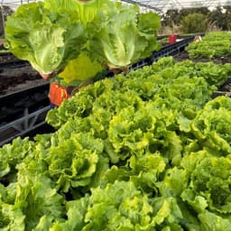 Hạt Giống Xà Lách Sanchu F1 ăn giòn ngọt, dễ trồng, nhanh thu hoạch, trồng quanh năm - Hạt Giống Nhà Nông 4