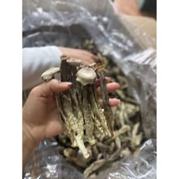 500gr Nấm Lộc Nhung Khô Thơm Ngon Giòn Bổ Dưỡng - Xào Rau củ Ăn Chay - Xào Lòng Gà 7