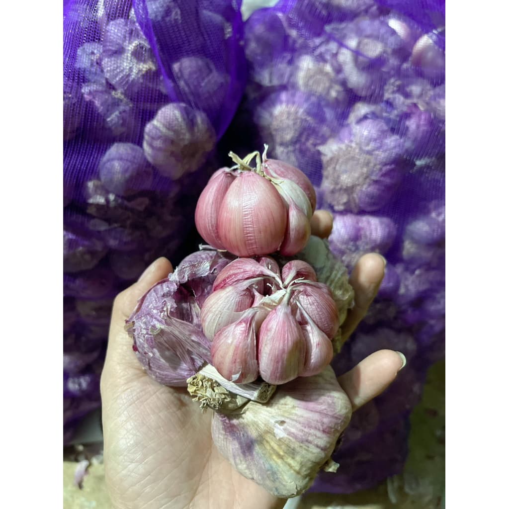 1Kg Tỏi Tím Phan Rang Củ To Tím Đẹp, Tỏi Già Củ Chất Củ , Ăn Thơm Ngon Phù Hợp Với Tất Cả Các Món Ăn Gđ