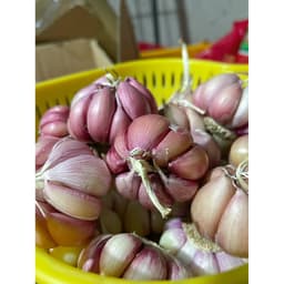 1Kg Tỏi Tím Phan Rang Củ To Tím Đẹp, Tỏi Già Củ Chất Củ , Ăn Thơm Ngon Phù Hợp Với Tất Cả Các Món Ăn Gđ 3