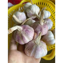 1Kg Tỏi Hồng Nhập Khẩu Còn Vỏ Lụa củ tròn đều size 4-5cm. Tỏi Già Chắc Củ Vị Thơm Cay Nồng 2