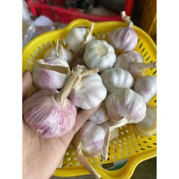1Kg Tỏi Hồng Nhập Khẩu Còn Vỏ Lụa củ tròn đều size 4-5cm. Tỏi Già Chắc Củ Vị Thơm Cay Nồng 3