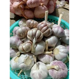 1Kg Tỏi Hồng Nhập Khẩu Còn Vỏ Lụa củ tròn đều size 4-5cm. Tỏi Già Chắc Củ Vị Thơm Cay Nồng 4