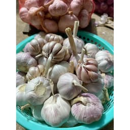 Combo 5Kg Tỏi Hồng Còn Vỏ Lụa size 4-5cm , Củ Tròn Đều Đẹp 4