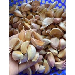 500G Tỏi Tép Hồng , Tép Rời To Sạch Đẹp hàng mới nên tỏi không bị khô, hương vị thơm ngon, phù hợp với các món 1