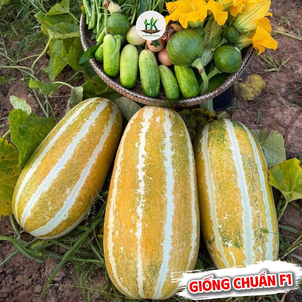 Hạt Giống Dưa Gang F1 Ngọt, Ngon, Sinh Trưởng Khoẻ, Kháng Sâu Bệnh, Năng Suất Cao - Hạt Giống Nhà Nông
