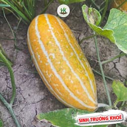 Hạt Giống Dưa Gang F1 Ngọt, Ngon, Sinh Trưởng Khoẻ, Kháng Sâu Bệnh, Năng Suất Cao - Hạt Giống Nhà Nông 2