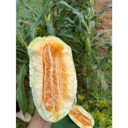 Hạt Giống Dưa Gang F1 Ngọt, Ngon, Sinh Trưởng Khoẻ, Kháng Sâu Bệnh, Năng Suất Cao - Hạt Giống Nhà Nông 4