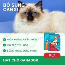 Hạt cho chó Ganador vị bò nướng & gà nướng 10KG/ 3KG hỗ trợ tiêu hoá, ăn ngon - MÉO CHÒ UNI 4