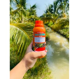 Siêu lớn trái dừa giúp trái lớn trái, to trái, đẹp trái, khắc phục nhọn trái, đạt chuẩn xuất khẩu chai 500ml 5