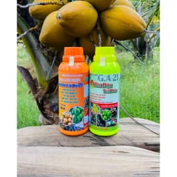 Combo Siêu đậu trái- Siêu lớn trái dừa tăng đậu trái, sai quả, lớn trái, tròn trái đạt chuẩn xuất khẩu 500ml 2