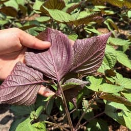Hạt giống Tía Tô Bắc Siêu Thơm F1, Chịu Nhiệt, Trồng Quanh Năm - Hạt Giống Nhà Nông 5