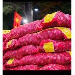 (Hành Loại 1) Bao 10kg Hành Ấn Độ Củ To Bóng Đẹp 1