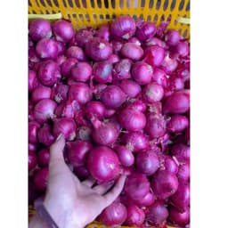 (Hành Loại 1) Bao 10kg Hành Ấn Độ Củ To Bóng Đẹp 4
