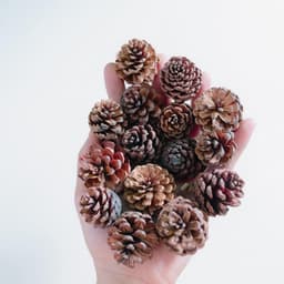 Quả Thông Khô Giúp Giảm Stress Cho Cá Tép Bể Thuỷ Sinh 5