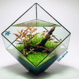 (Update Bản Sillicon Đen) Chậu Trồng Cây Để Bàn Bằng Kính Kích Thước 12x12x12cm | Rf Aquarium 5