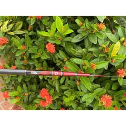 Cần Câu Tay XÍCH Long 6H TẶNG ngọn phụ cao cấp đủ sai ạ 3m6-6m3 3